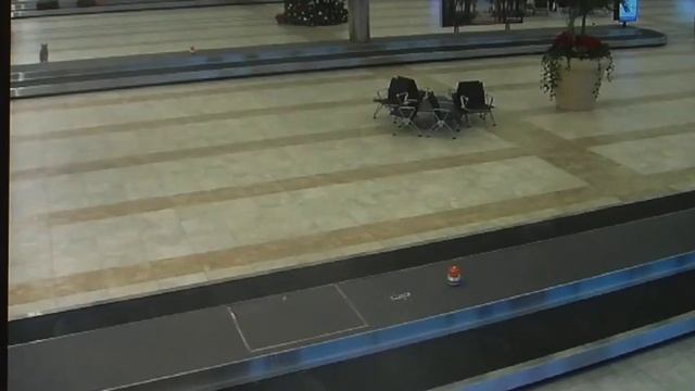 Un coyote salvaje se cuela en la zona de recogida de equipajes de un aeropuerto смотреть онлайн