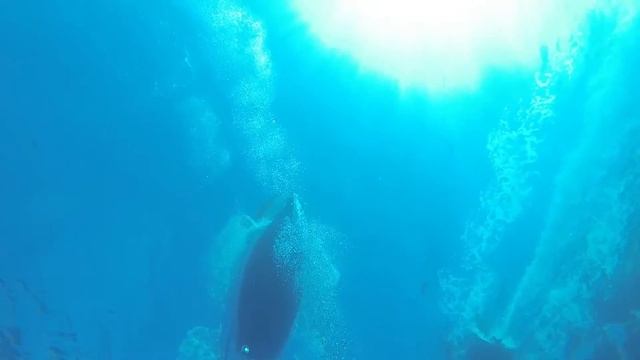 Diving in Malta 2014 смотреть онлайн