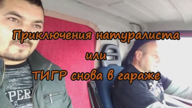 Тигр снова в гараже или приключения натуралиста смотреть онлайн