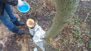 Перепрививка старой яблони за кору и копченый лещ на яблоневой щепе.