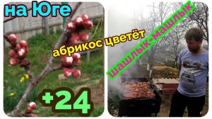 переезд из Сибири на Юг/кто не работает, тот ест/зацвёл абрикос//с нами весело