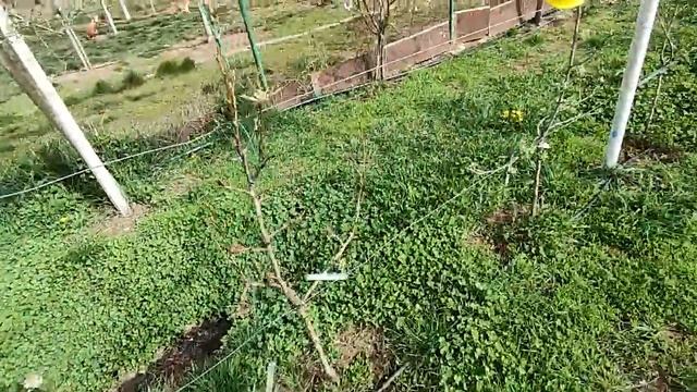 Stropire la semintoase in stadiul de urechiușa de șoarece împotriva rapănului și făinării🍐🍏🍎 смотреть онлайн