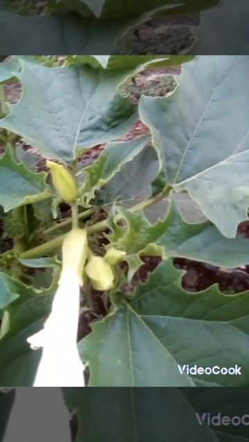 Разновидность белого цветка.,,,,, смотреть онлайн