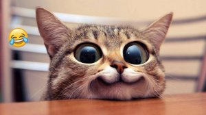 ТОП ПРИКОЛЫ 😂😂 😂  СМЕШНЫЕ КОТЫ И СОБАКИ ДО СЛЕЗ 🐕🔥  Улётная подборка приколов №63 🔥