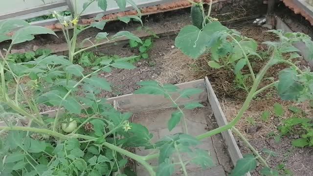 Июль/ Обзор участка/ Огурцы пошли/ Дача быстро зарастает смотреть онлайн