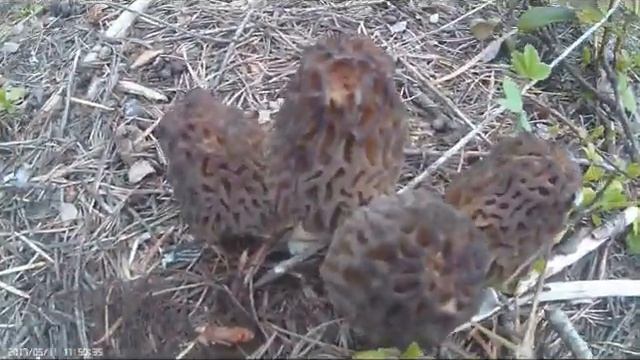 Morel Hunting #2 SUCCESS!!! смотреть онлайн
