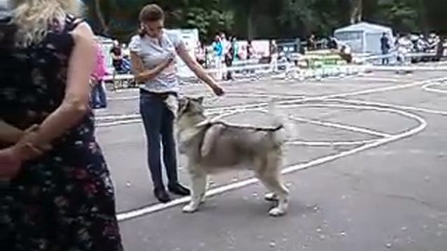 Ринг маламутов г.Мелитополь 08.06.2013 смотреть онлайн