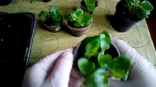 Вирощування вічноквітучої бегонії. смотреть онлайн