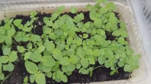 Как зацвела лилия, высаженная в феврале! Обзор рассады цветов и овощей