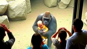 Мальчик в вольере с гориллами изменил отношение к гориллам навсегда!