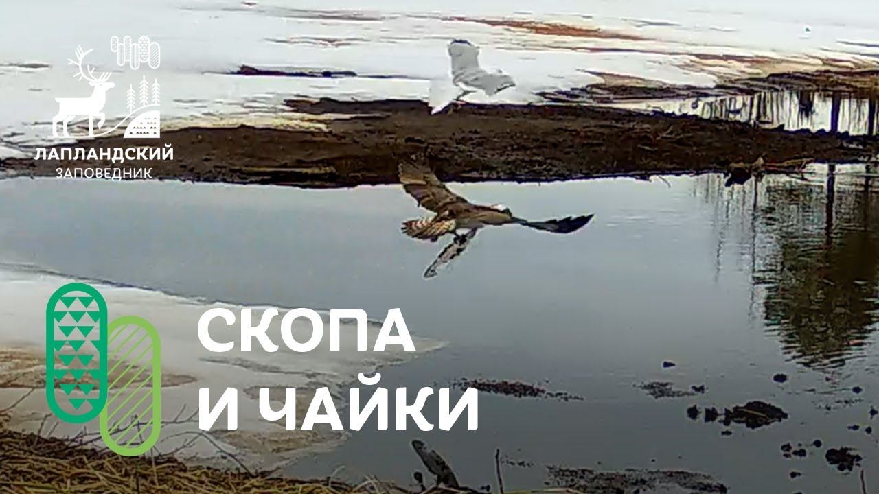 Скопа и чайки не поделили рыбу. Фотоловушка Лапландского заповедника смотреть онлайн