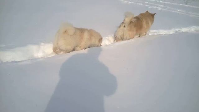 8 2 март 2018 Чау чау , берн и Прекрасная зимняя погода весной смотреть онлайн