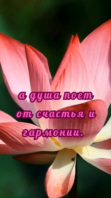 Доброе утро! #доброеутро #flowers смотреть онлайн
