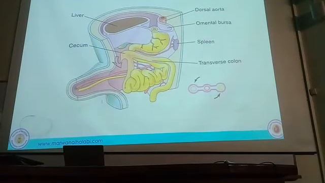 جنين خاص تطور المعي المتوسط د.مروان الحلبي смотреть онлайн