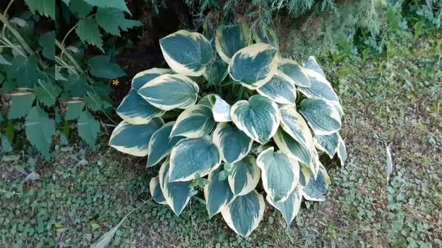 Цветы моего сада в июне. смотреть онлайн