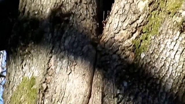 Bacterial Wetwood and Slime Flux - Nature insights смотреть онлайн