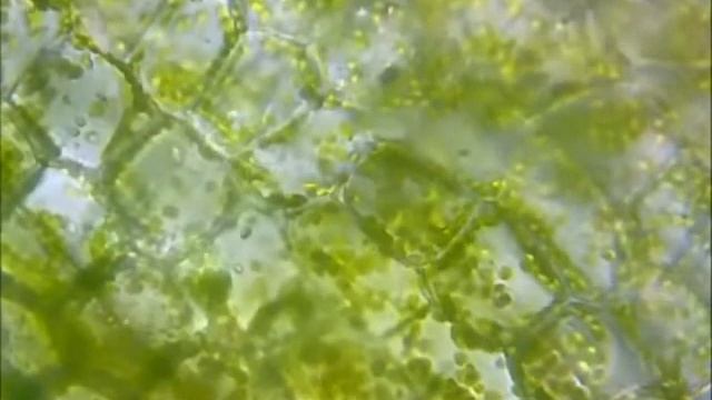 Будова рослинної клітини. Біологія 6 клас. смотреть онлайн