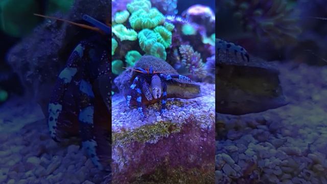 "Калипсо Аква" смотреть онлайн