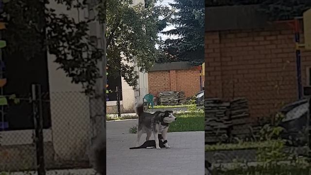 Кот Март и хаски Альфа. смотреть онлайн