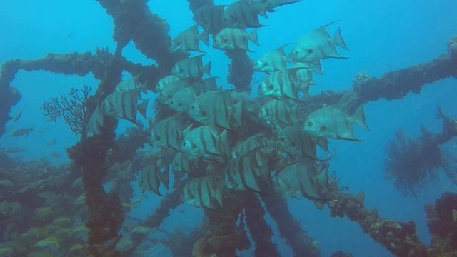 Spadefish, Hog Heaven, Ft. Lauderdale 04/2017 смотреть онлайн