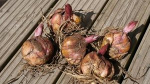 Как сохранить луковицы лилии до посадки в грунт