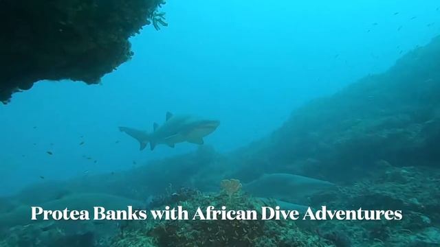 First Raggies on Protea Banks 2021 смотреть онлайн