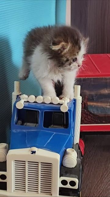 Маленький котенок выползает из крыши грузовика. #шорты 4k смотреть онлайн