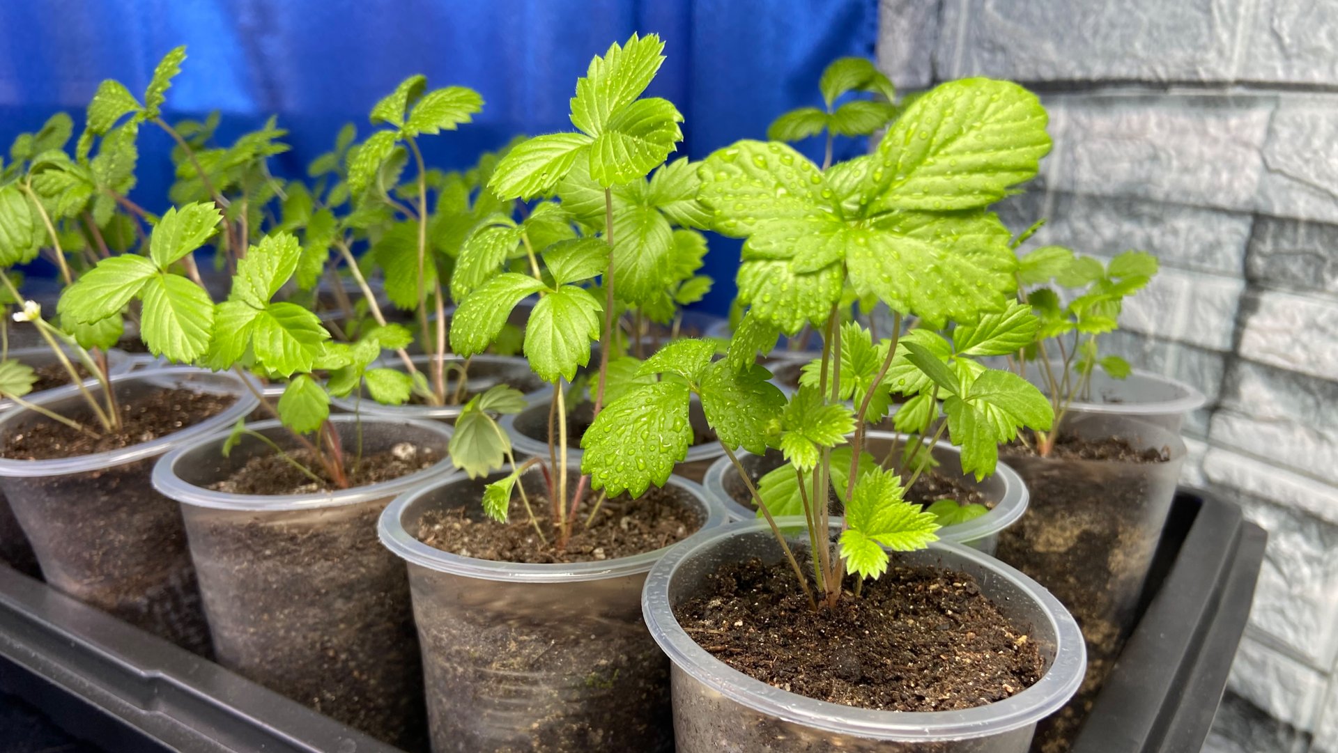 Землянике 2,5 мес. ,начала зацветать. смотреть онлайн