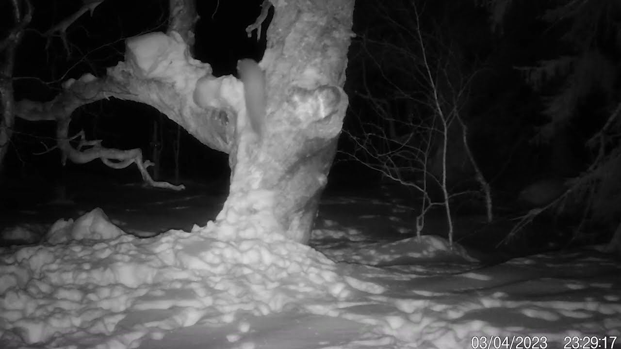 Куница на дереве. Фотоловушка Лапландского заповедника смотреть онлайн