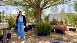 Едем в Маркет за Саженцами | Муж Против Кур | Шопинг | Мексиканский Магазин | Семейный Влог | Эгине