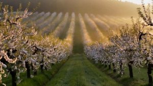 Яблоневый сад // ФУТАЖ