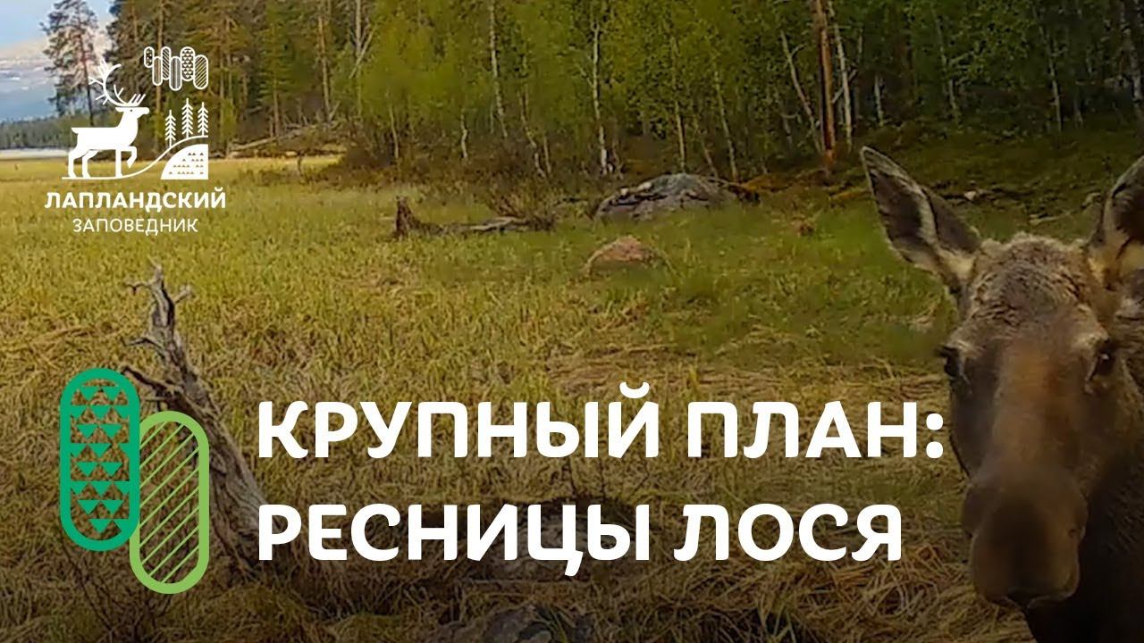 Лось на фотоловушке Лапландского заповедника. смотреть онлайн
