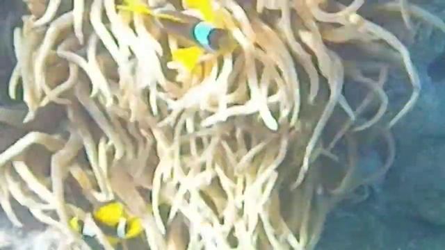 Rotmeeranemonenfische In Heteractis Aurora