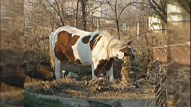 Лошадь в деле / Лошадь покорила цепную собаку! смотреть онлайн