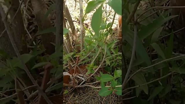 Мои Вейгелы весной смотреть онлайн