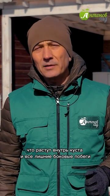 Как обрезать гортензию весной? смотреть онлайн