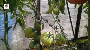 Один из лучших кистевых томатов Юбилейный Тарасенко.