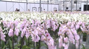 Под Ярославлем запустили промышленное производство орхидей