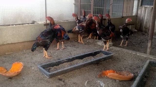 Бойцовые петушки 2021🔥🔥🔥👊👊👊 смотреть онлайн