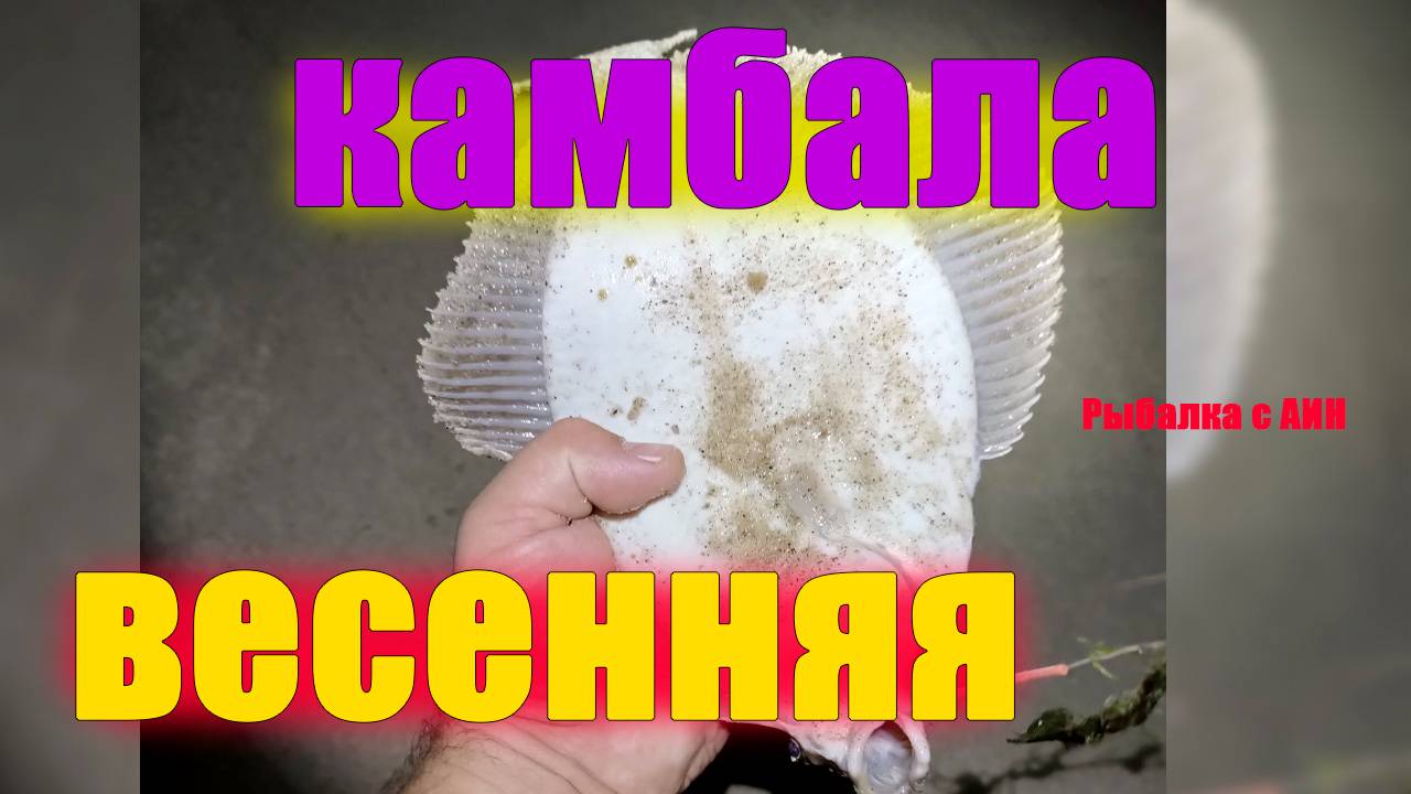 Какая камбала весной в балтийско море.отчет апрель смотреть онлайн