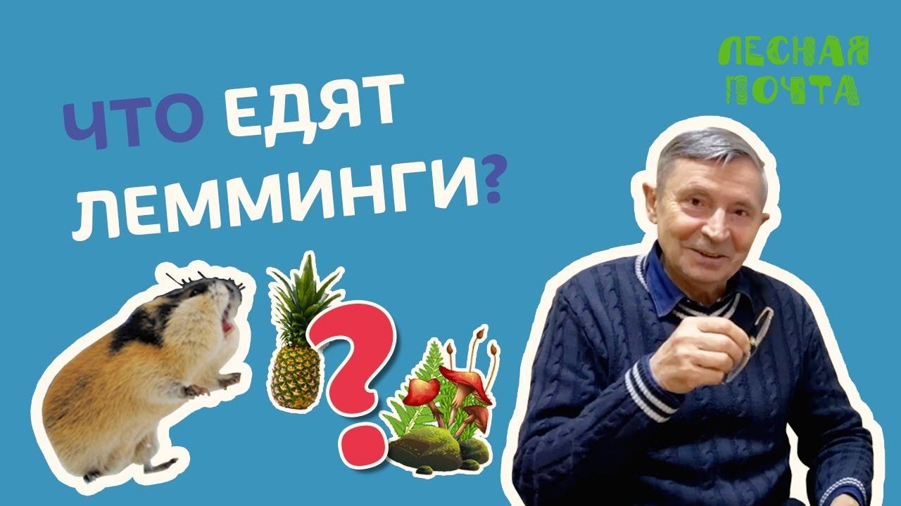 Лесная почта — Чем питаются лемминги? Геннадий Катаев смотреть онлайн
