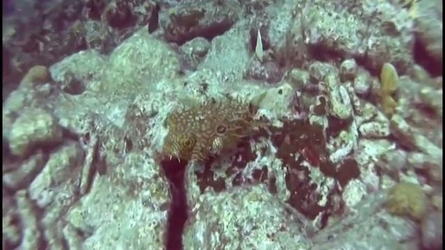 Web Burrfish in Bonaire смотреть онлайн
