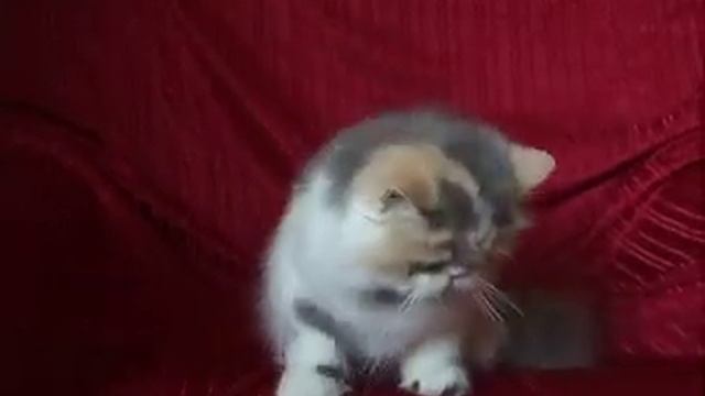 Блиська смотреть онлайн