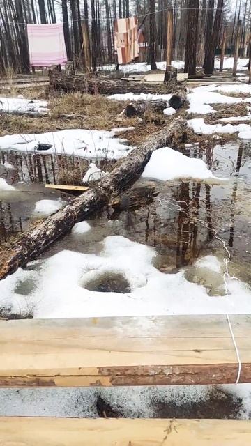 24.04.2024 #кряква #утка Бэлэмнэнии смотреть онлайн