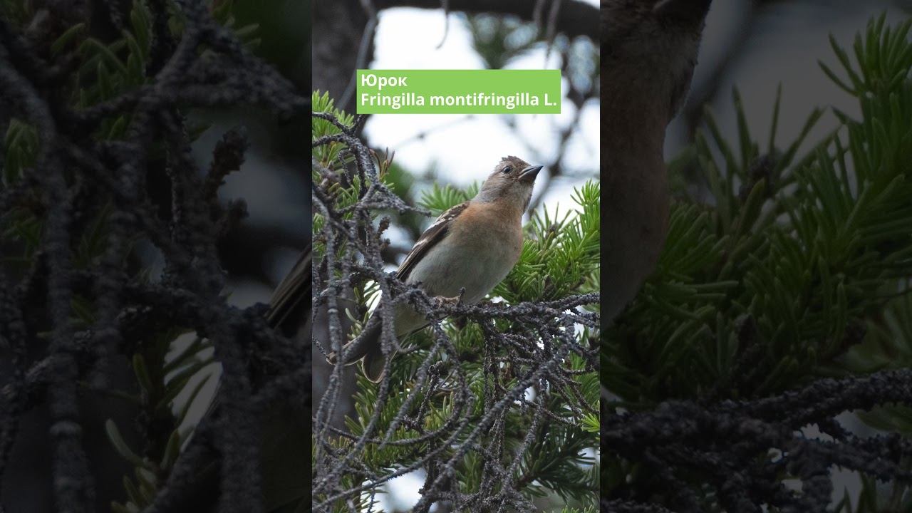 Юрок. Голоса птиц смотреть онлайн