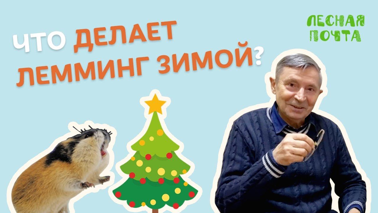 Лесная почта — Чем заняты лемминги зимой? Геннадий Катаев смотреть онлайн