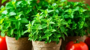 11 пряных трав, которые можно выращивать дома.