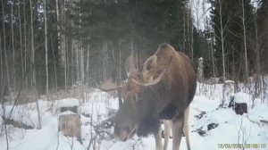 Проверка капканов. ЛОСИ на солонце.27.12. 24г.
