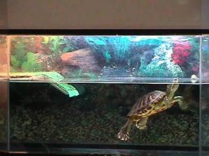 Красноухая черепаха