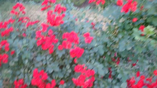 Красота в мелких цветах смотреть онлайн